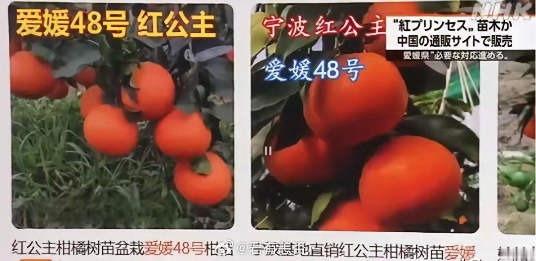 日本新闻密集的“轰炸式报道”，日本农水省又是急着开记者会，只因为“红公主”（爱媛