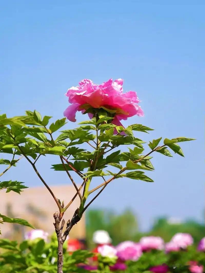 为何诗人爱花赏花不养花？春色灿烂浪漫，外出游玩踏春赏花，兴致在胸禁不住飞几句咏