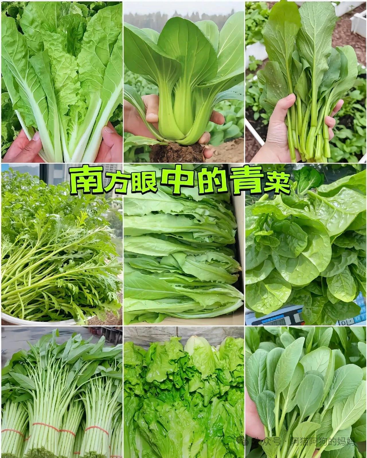 作为南方人，并不是所有的绿色蔬菜都叫青菜。只有长了绿色叶子的，才配称为青菜。茄