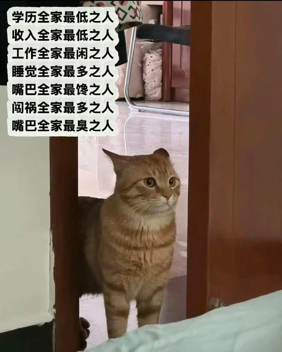 压力一只小猫？梗图搬运搞笑