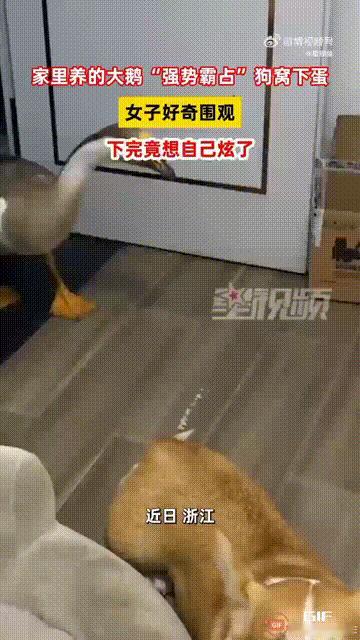 浙江一名女子养了一只小狗和一只大鹅，其中小狗的窝在房间里，大鹅的窝在外面，但大鹅