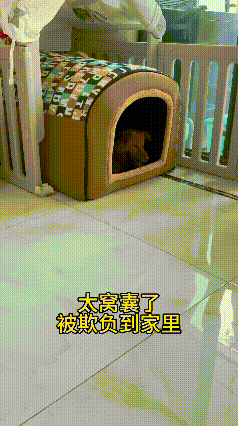 😂狗窝惨遭“霸占”！狗子：我感觉自己像个保姆重大消息！家里的狗窝地位岌