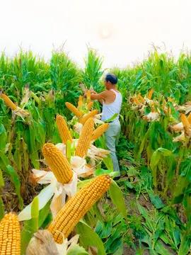 淄博73处粮食烘干点电话公布，部分点位遇“使用难题”近日，淄博官方公开了7