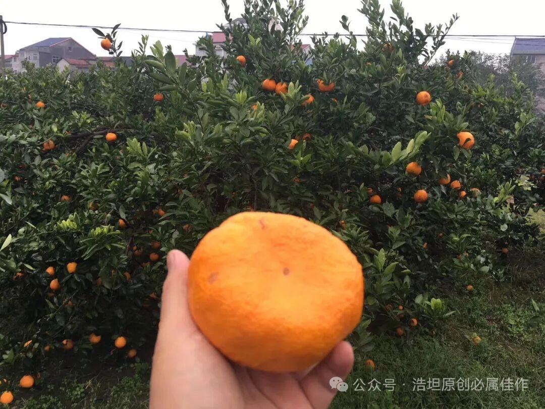 老师：“这孩子呀，不好好学习，到现在连声母、韵母都不知道！”家长指着儿子道：“