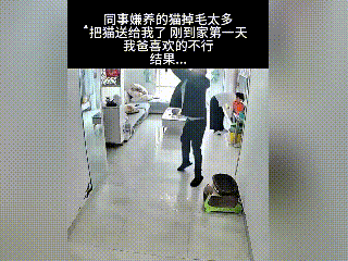 这事真是让人哭笑不得，同事嫌弃猫咪掉毛多，就把猫送给了博主。谁知道猫咪刚到家第一