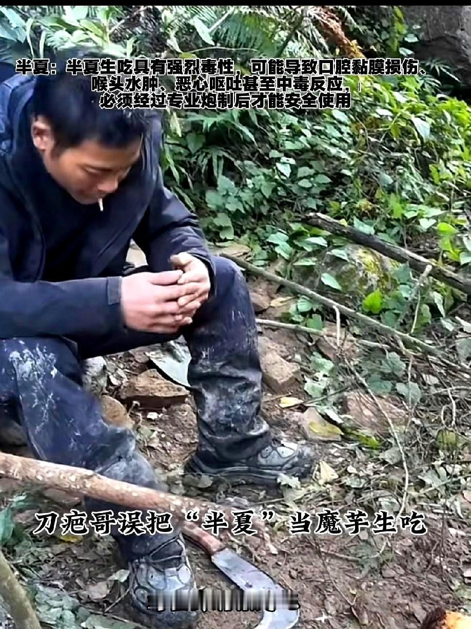 完了完了！刀疤哥中毒了，这次退赛肯定没跑了！他把半夏当成魔芋给吃了，立马就有