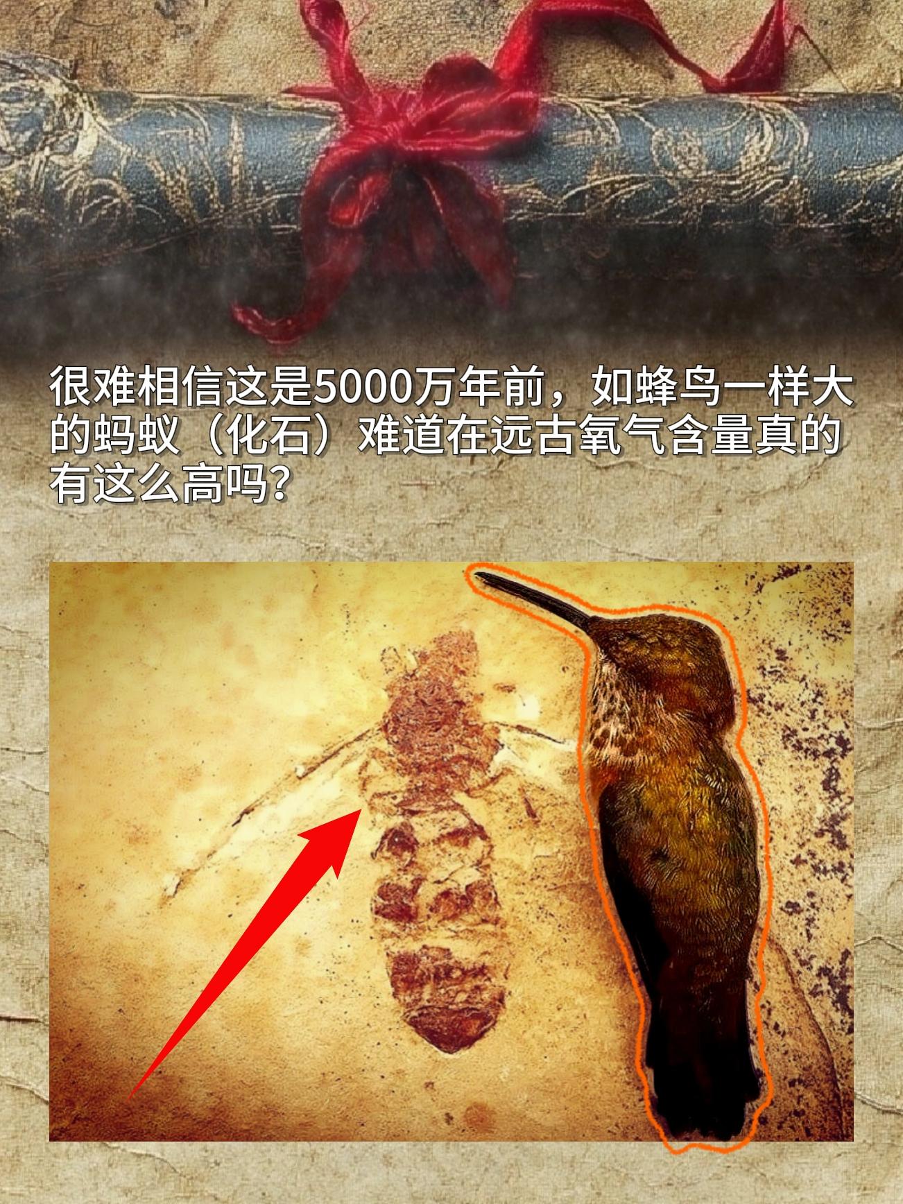 很难相信这是5000万年前，如蜂鸟一样大的蚂蚁难道在远古气含真的有这么高吗？