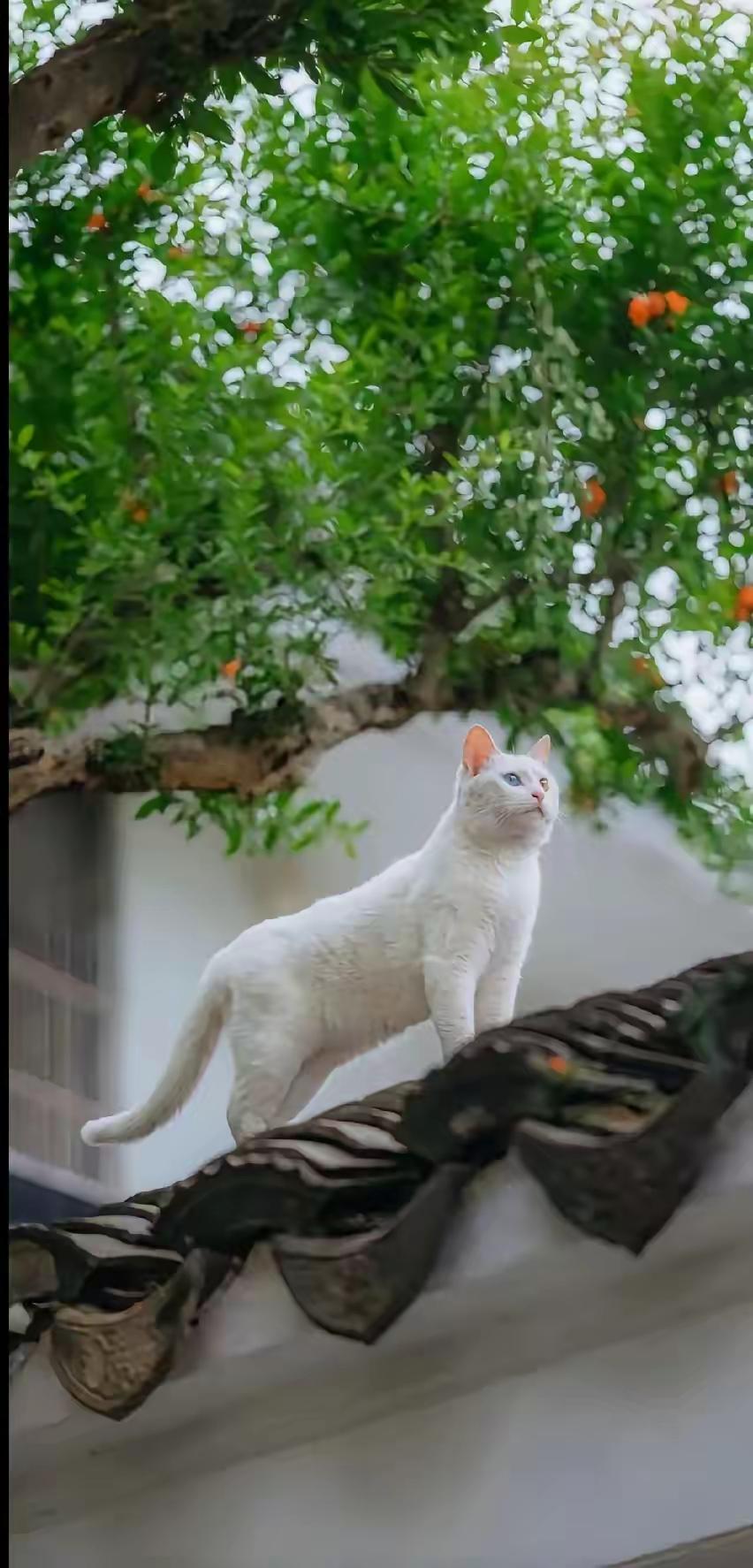 前几天在小区遛弯时，看见邻居家的小不点摔在地上，孩子妈妈急匆匆跑过去想把孩子抱起