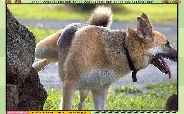 问个有意思的事。大家说说，为啥公狗撒尿的时候都要抬起腿呢，就好像不抬腿就尿不出