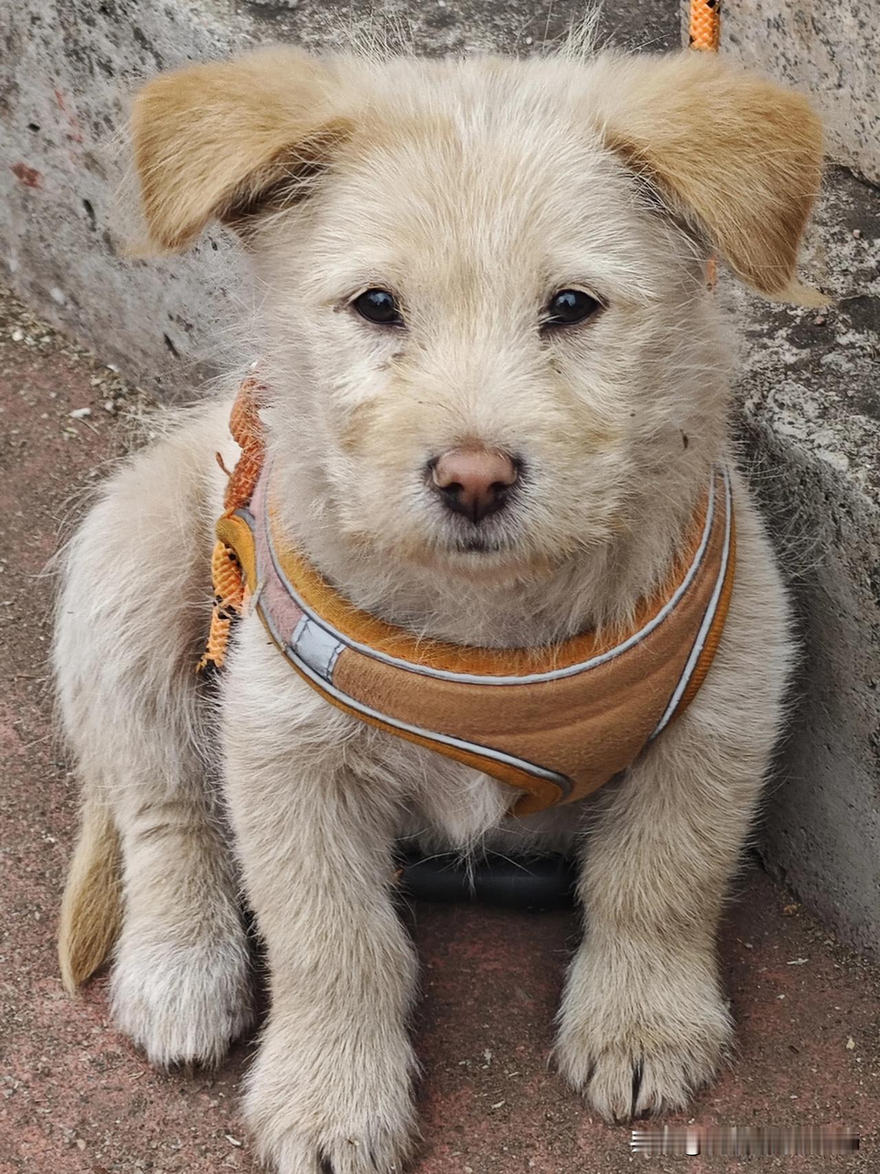 今天在路边偶遇一只软萌小奶狗，浅金色的绒毛像撒了一层阳光，圆溜溜的眼睛湿漉漉的，