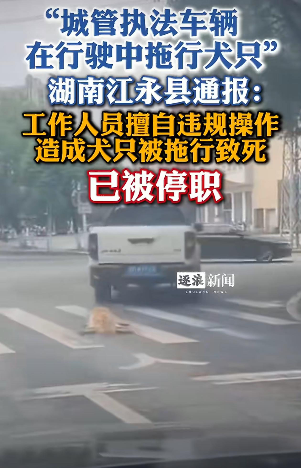 估计是流浪狗吧？虽有不妥，但感觉被停职有点重了。