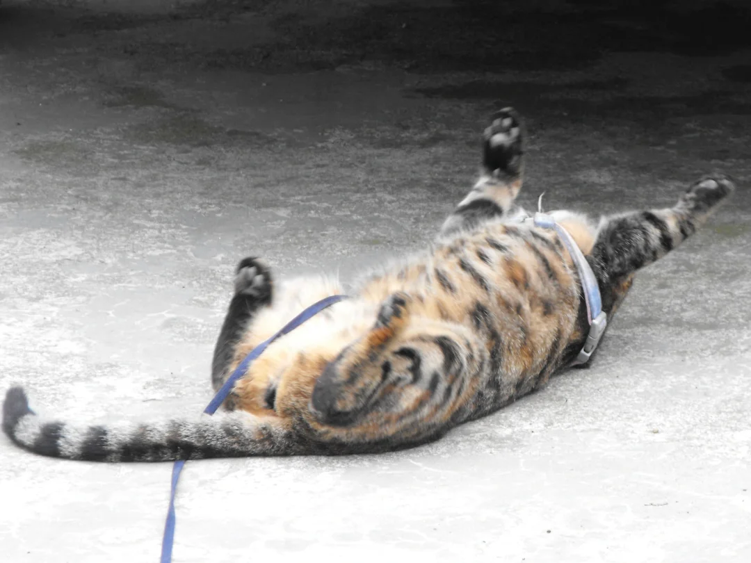 谁家小猫在玩儿这么抽象的姿势