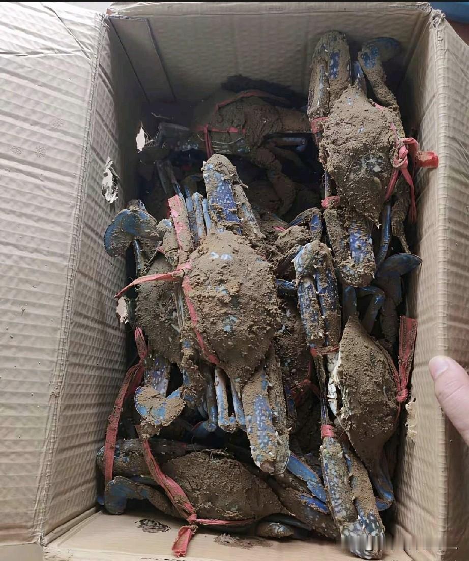 这是锁鲜措施吗