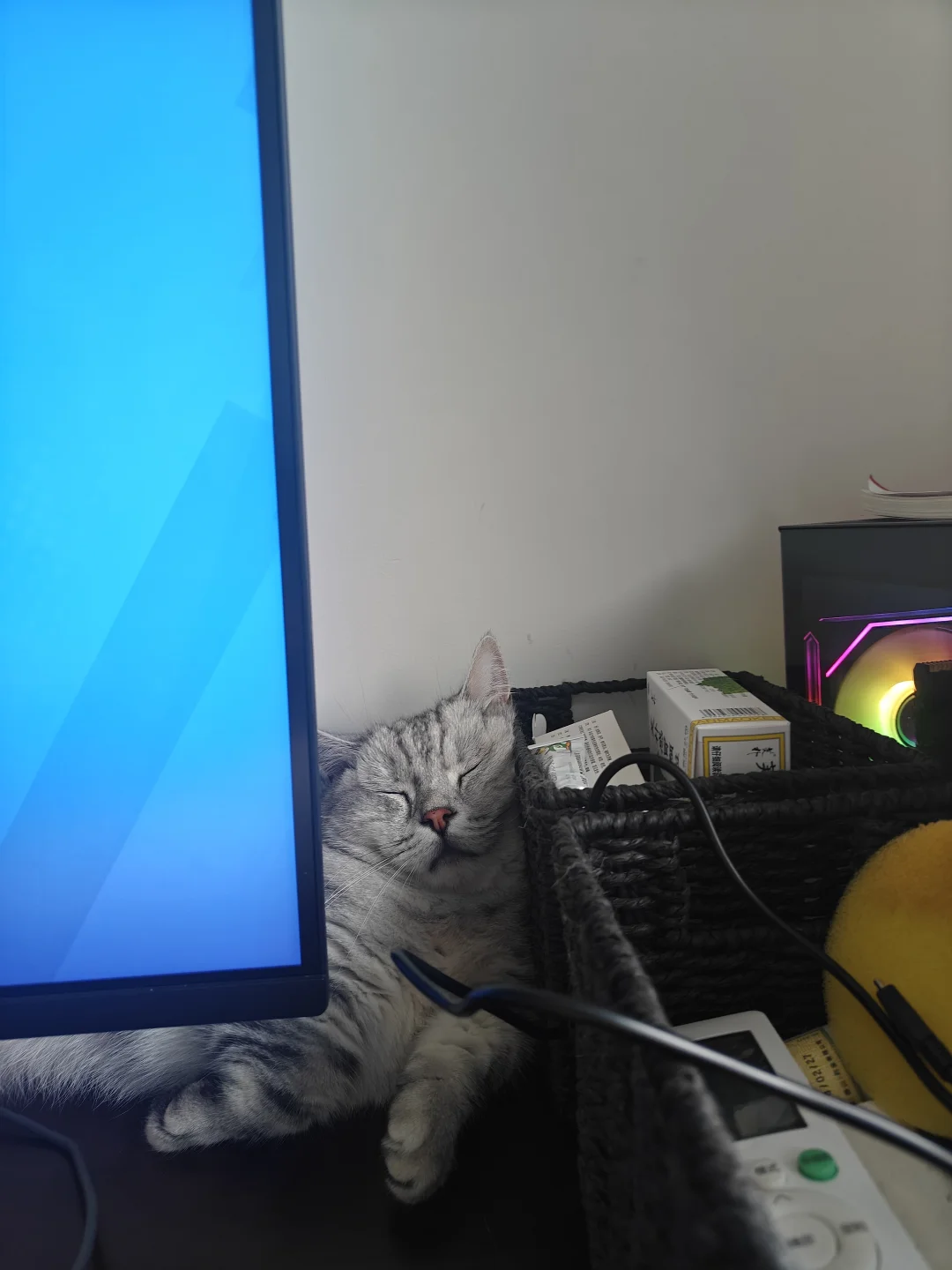 家人们，我家猫睡得能当监牢了