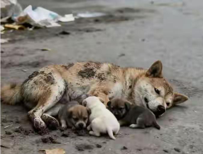 可怜！刚生完孩子1周的流浪狗，为了护崽，被3只家宠狗欺负的无处可逃，只能默默承受