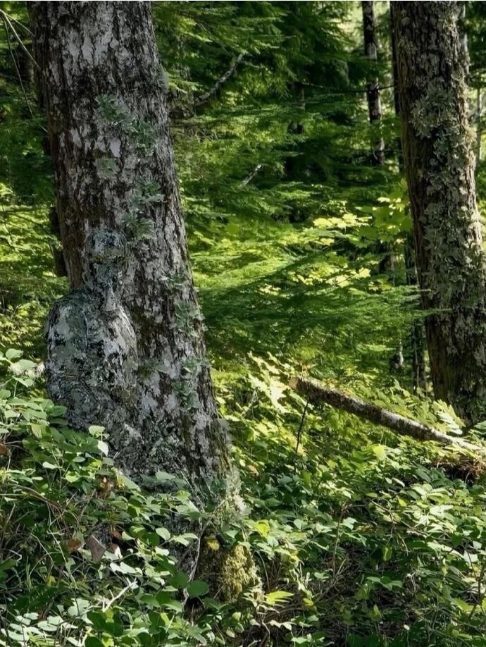 神秘的狙击手隐藏得很深，生存能力真强啊！确实不容易被发现呢，太厉害了！[赞]