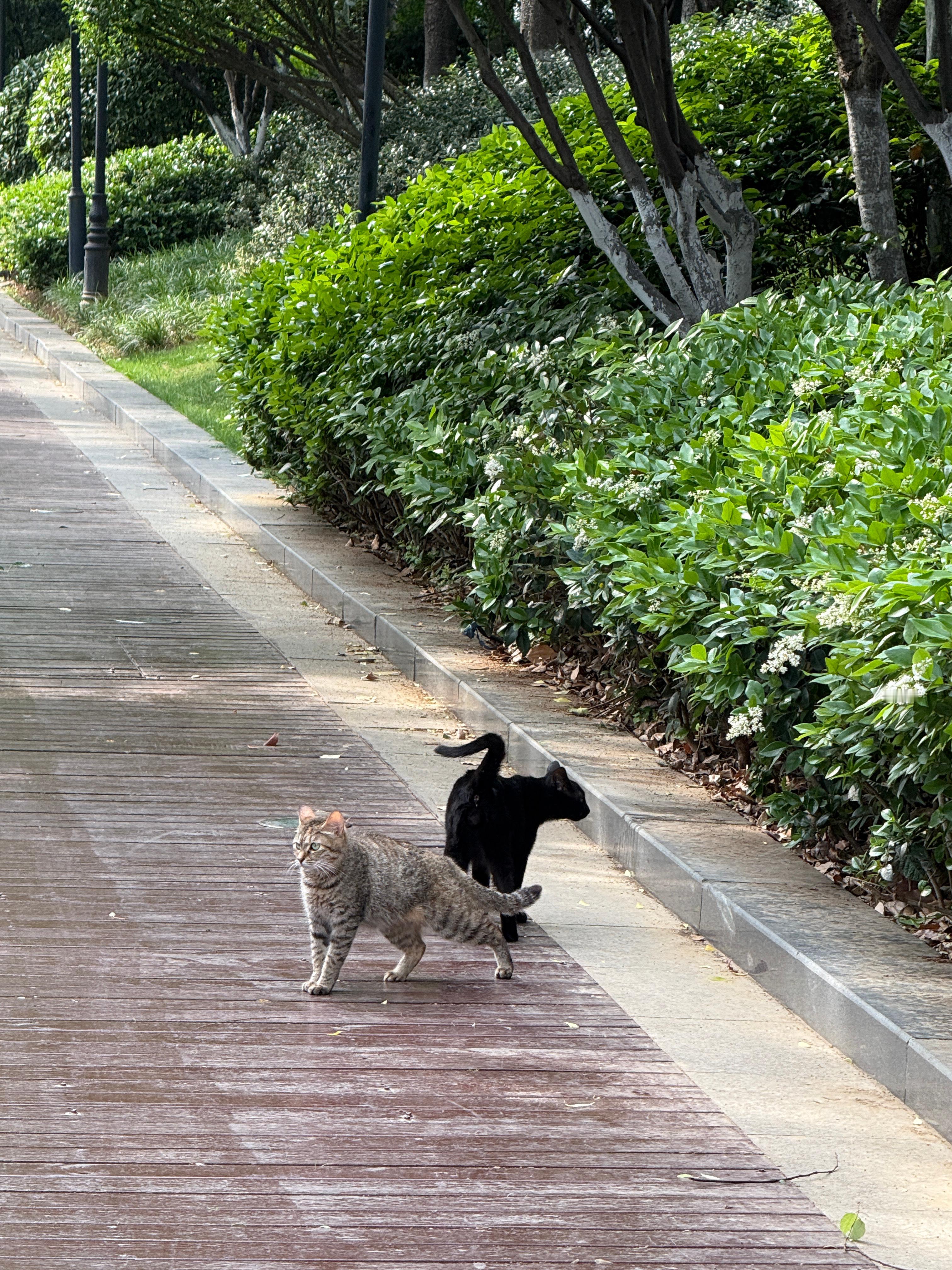 误入猫猫相亲公园💕武汉真的好多猫猫​​​