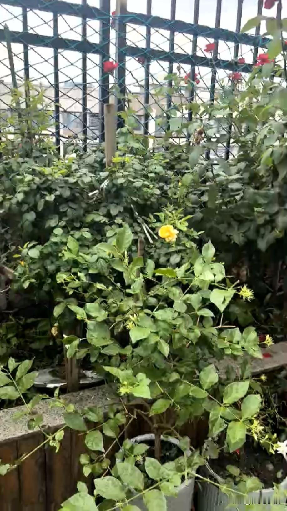 悲催！一场冰雹，把我济南院子里的花花草草砸了个稀里哗啦……前天下午济南下了一