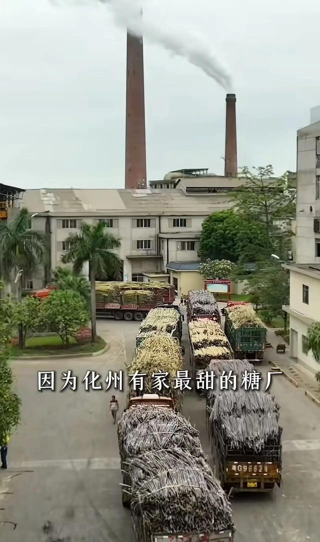 这就叫格局！广东icon一家糖厂，立了个新规矩，让全网轰动了！凡是拉甘蔗icon