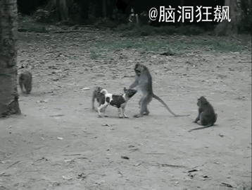 一只小奶狗不知怎的，误打误撞走进了猴群的领地。猴群瞬间就被这个小家伙吸引了，纷纷
