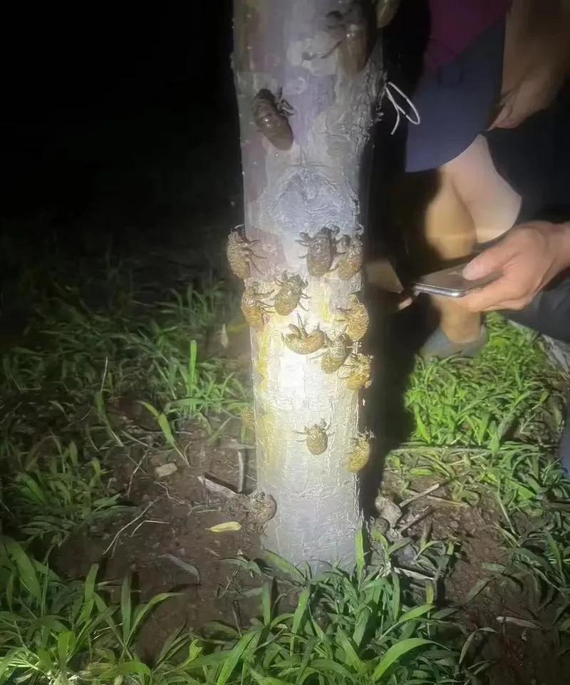 吃知了的地方分布就蛮奇怪的，以河南为中心，东西南北分开，河南以北除了山西部分