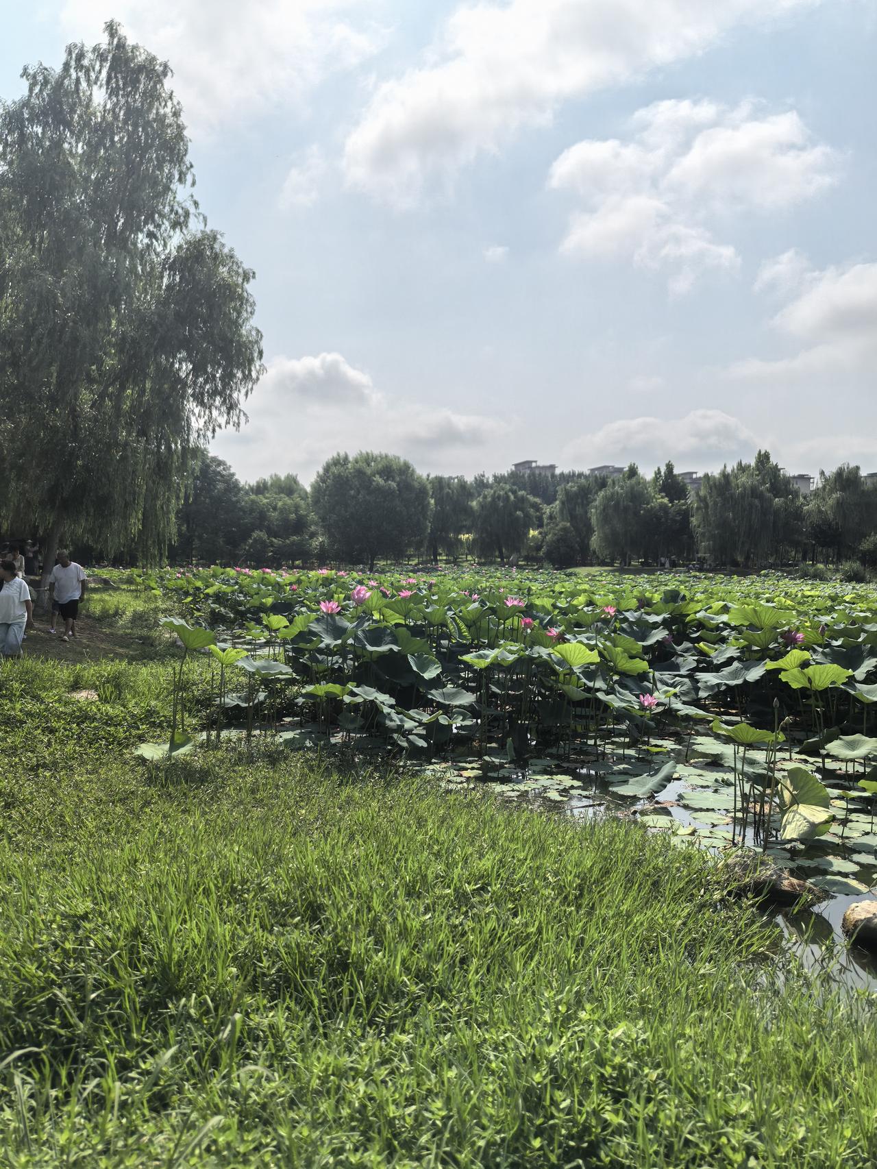 最近我家公公因为让刚刚研究生上岸的孙子结婚这件事，让我们陷入无比为难的一种境地。