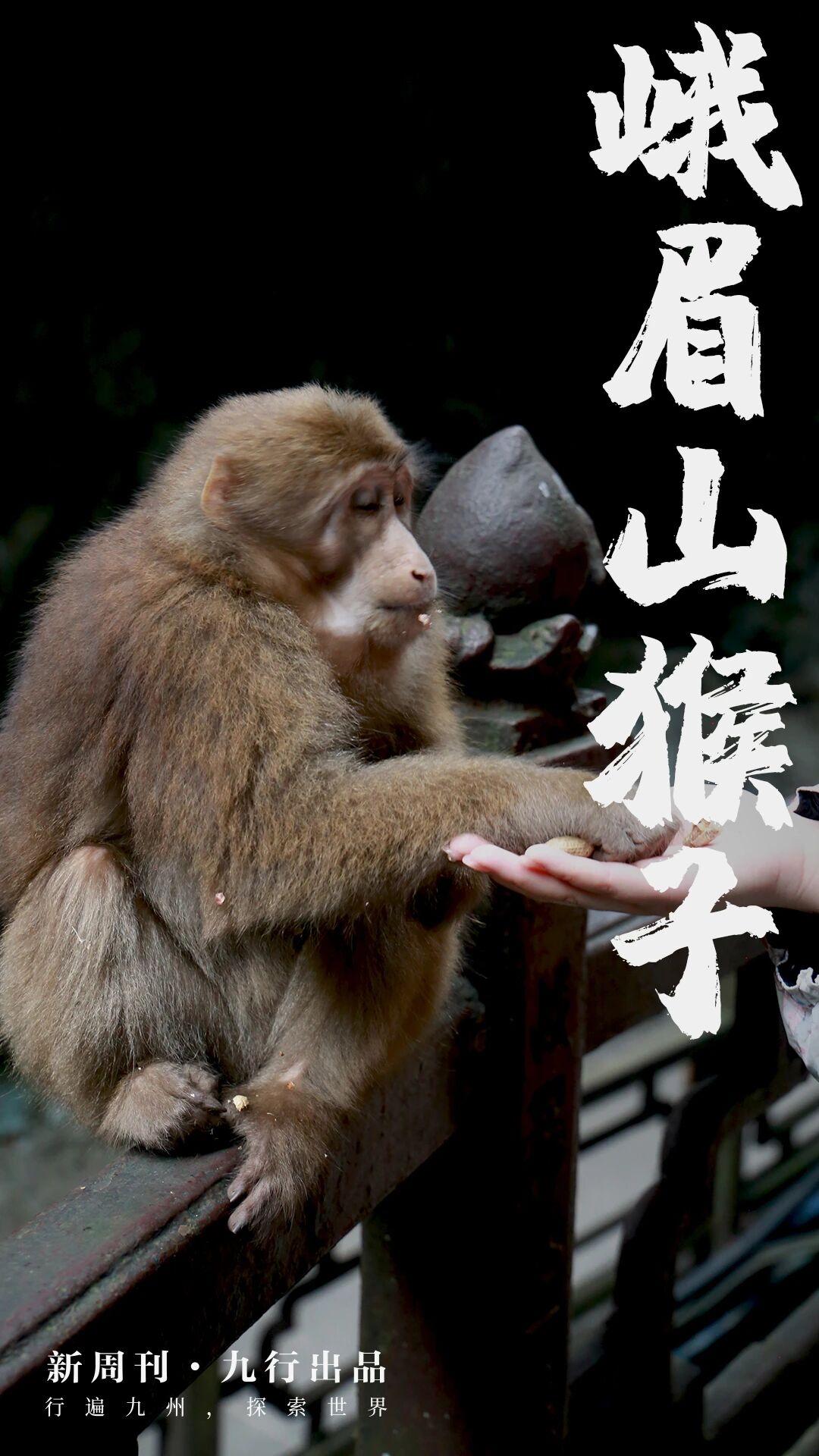 听说现在峨眉山的猴子根本不怕驱猴棍，到了半山腰，被猴子抢了去，照着游客的头就来了