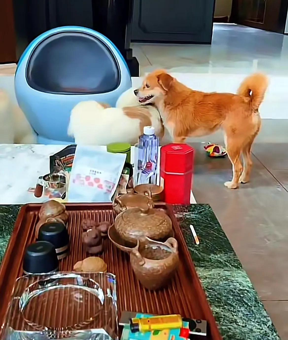 山东烟台，身价五万的伯恩山犬啾啾家出了一霸，让大家想不到的是，黑化的居然是原来社