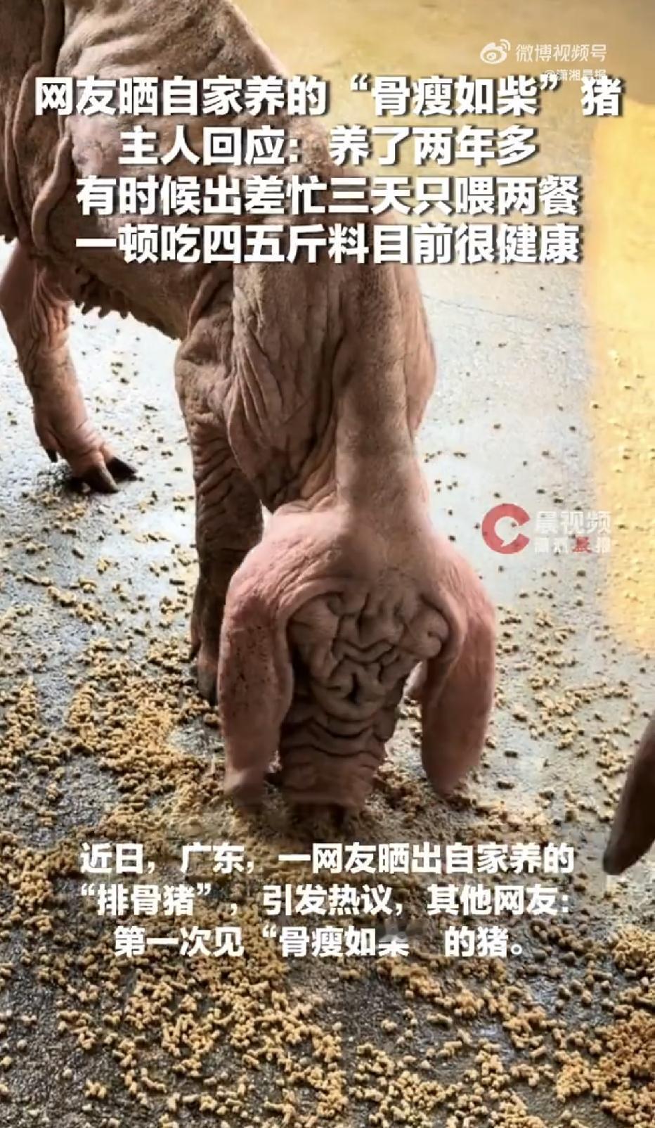 广东，一网友晒出自家养的猪，只见视频里，那头猪骨瘦如柴、肋条根根分明。可没想到，