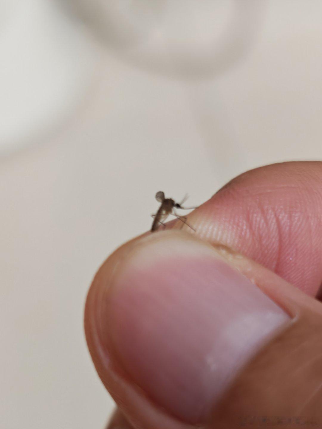 我放了这只蚊子一条生路，因为我要让她回去告诉所有亲戚朋友，再来我家，我就把她们的