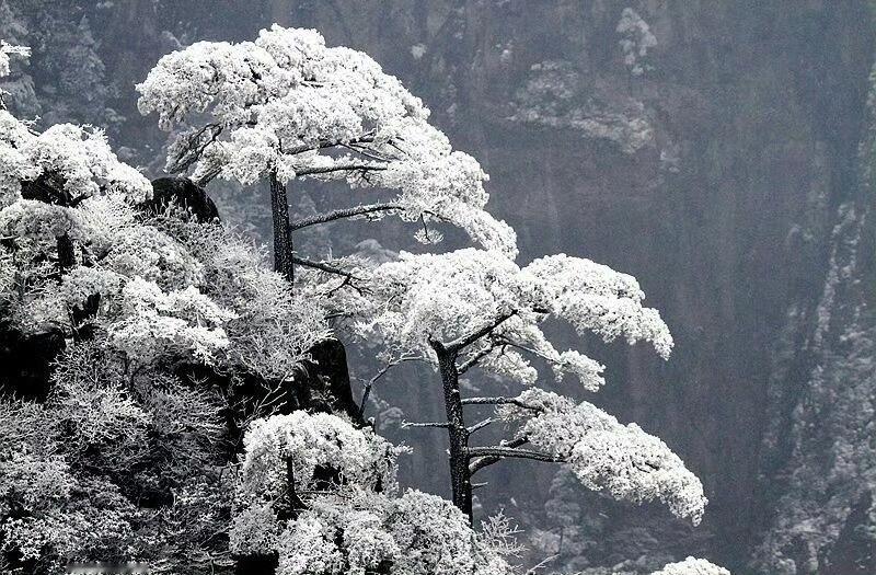 黄山雾凇琼树银花，美如童话般世界