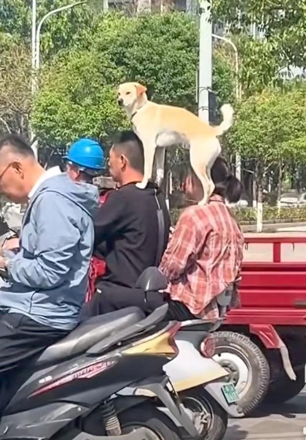 人们常骂狗仗人势。现在进一步了，狗骑人头。