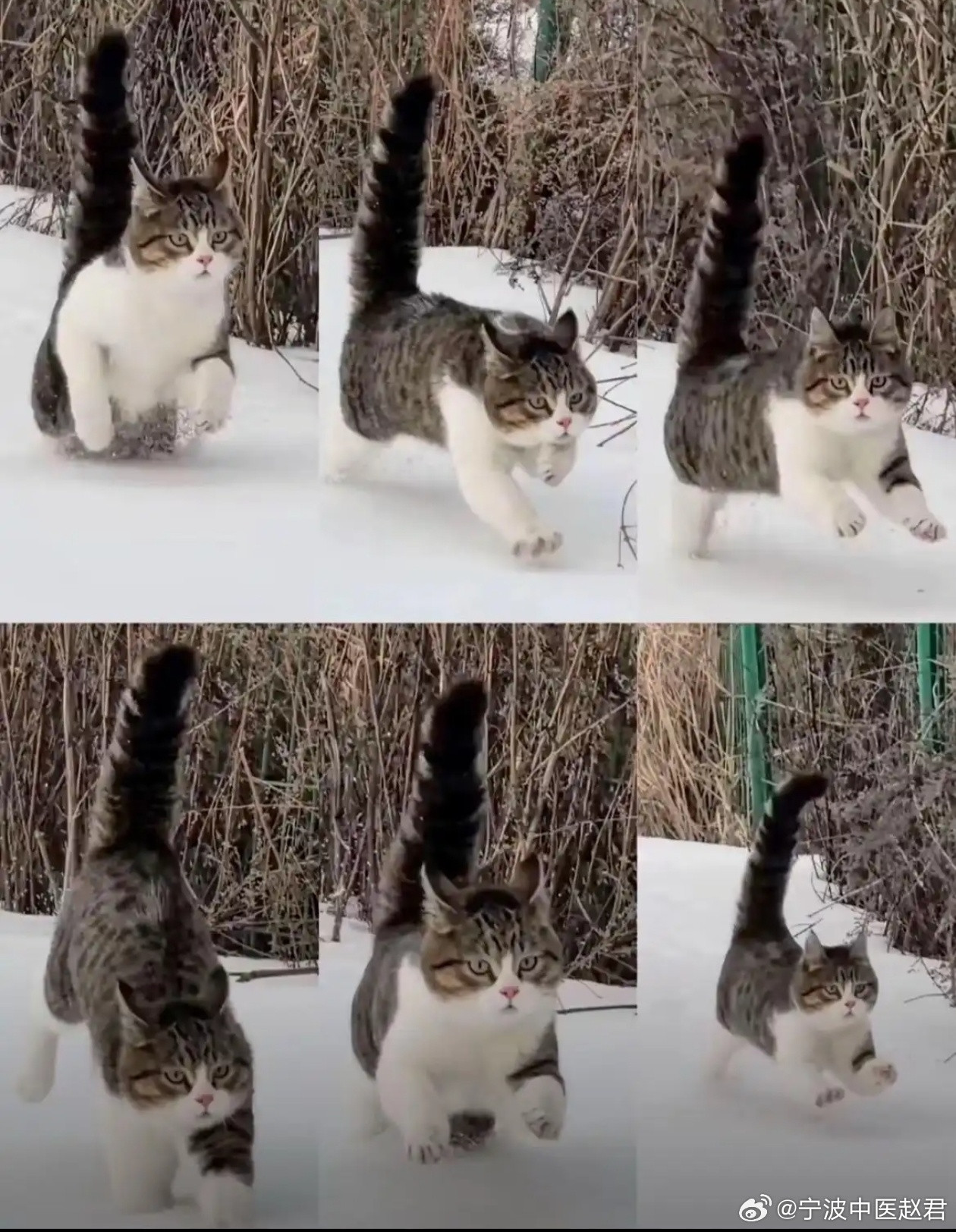 学伤寒以后的状态就像朔哥形容悟空：猫突猛进​​​