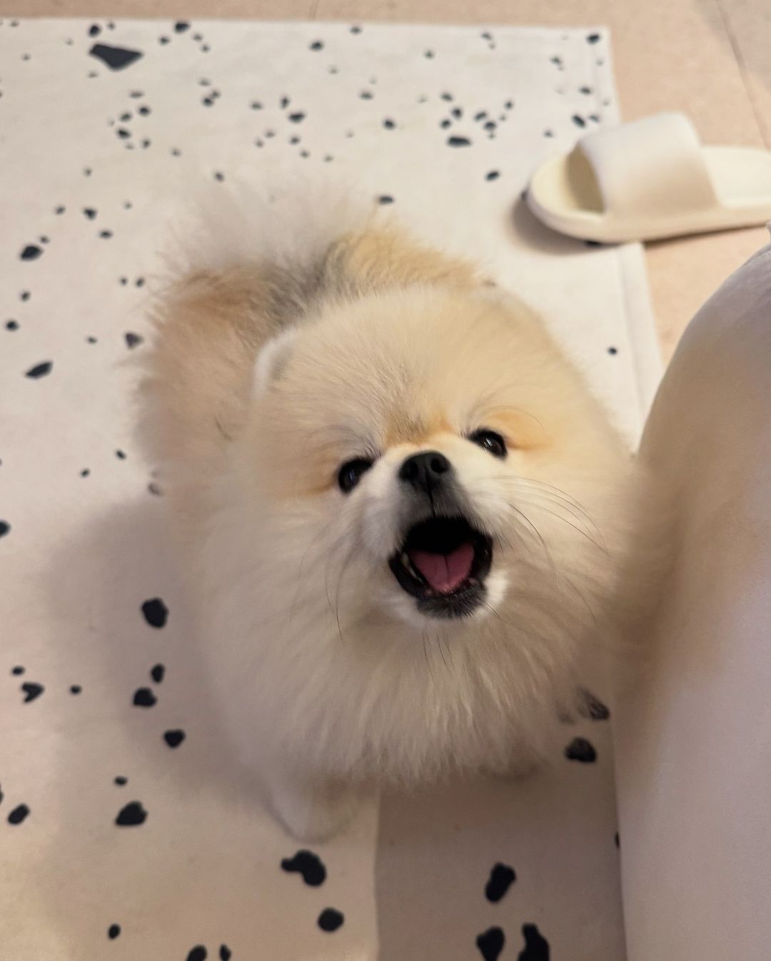 你说！下去拿个快递为什么多一身别的小狗味！​​​