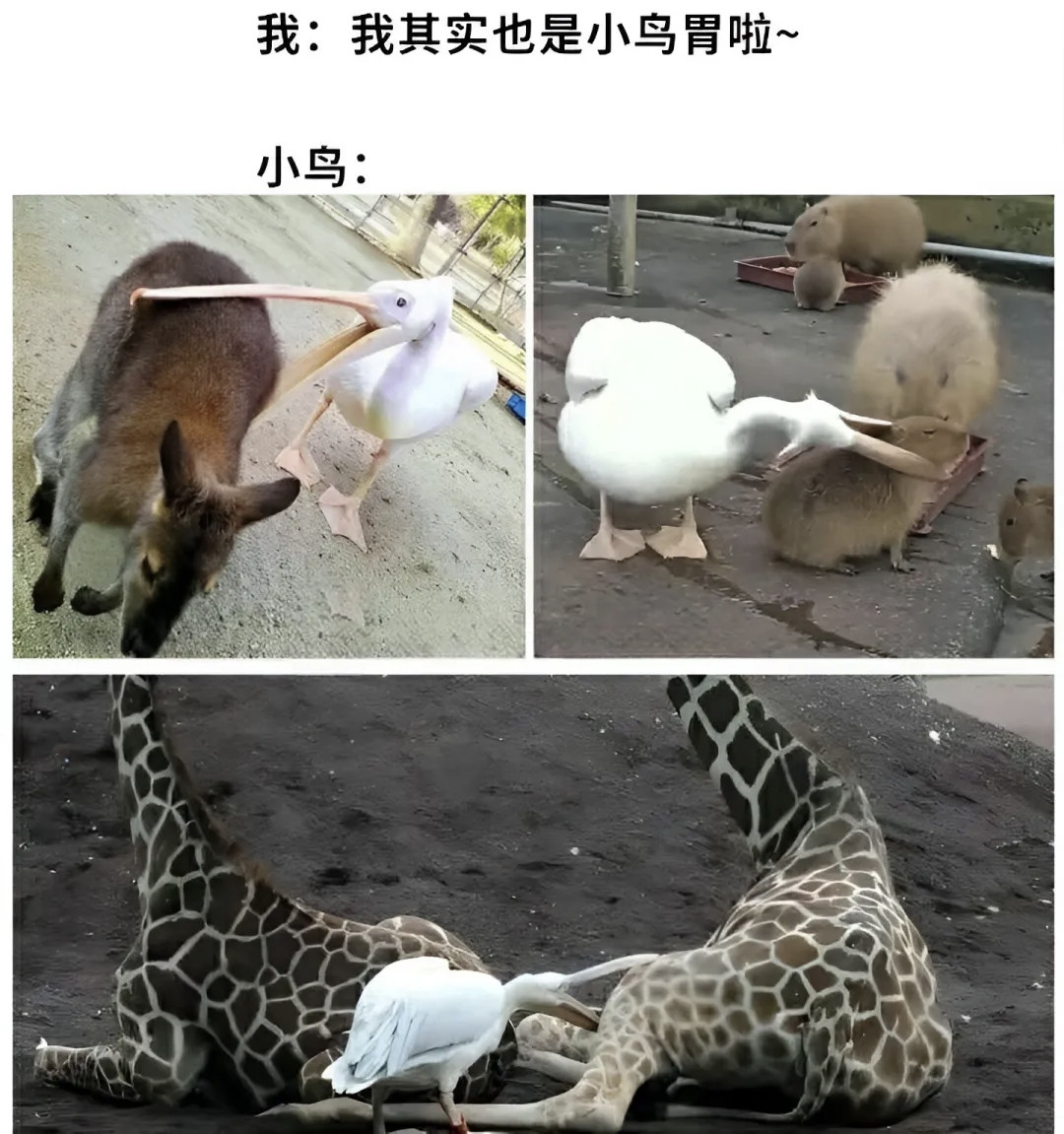 我其实也是小鸟胃啦