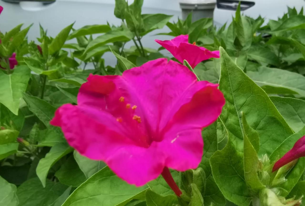 #随手一拍分享最美的花#