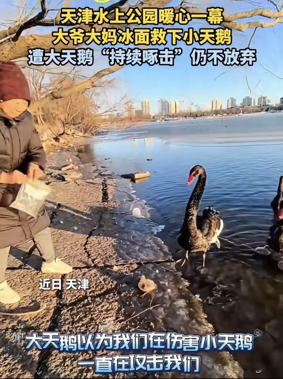 泪目了！这天一位大爷和大妈去公园散步，当她们走到一个人工湖的时候，听到有天鹅哀嚎