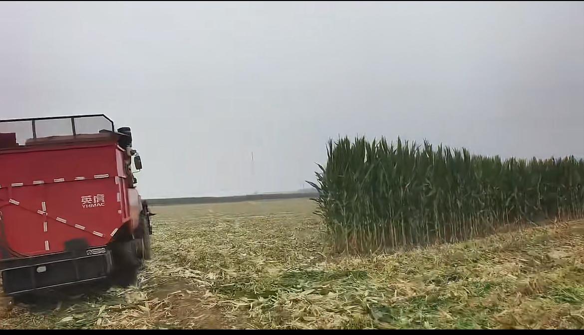河北一位网友给种8亩玉米的父母算了一笔账，不算人工投入，8亩地的净收入是768块