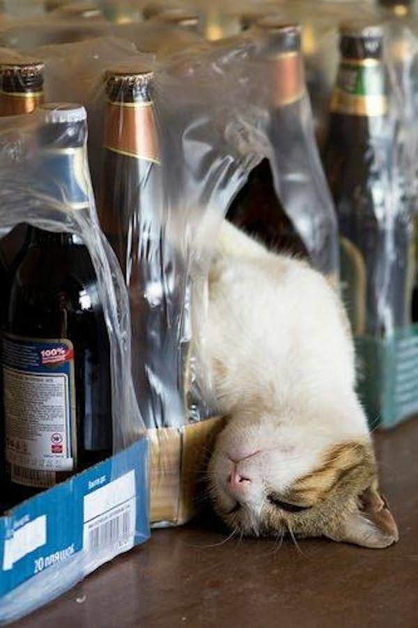 酒吧老板打来电话：你们家的猫咪喝醉了，赶紧来接