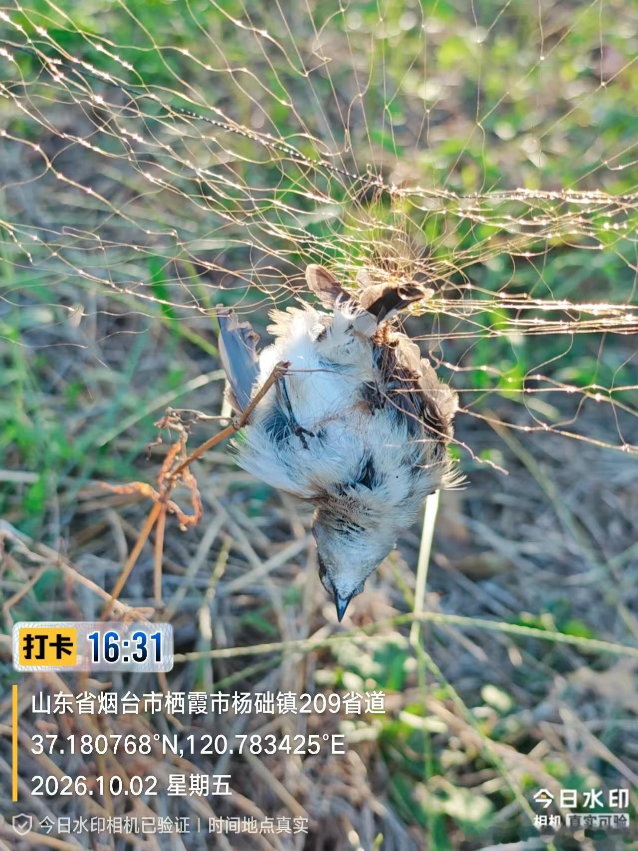 【触目惊心！果园粘网猎杀南迁候鸟】国庆候鸟迁徙季，山东烟台栖霞市杨础镇209省道旁果园，非法捕鸟粘网