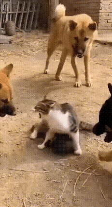 乖乖嘞！真看愣了！几只狗子胆大包天，居然盯上刚生完娃的猫妈，围着要