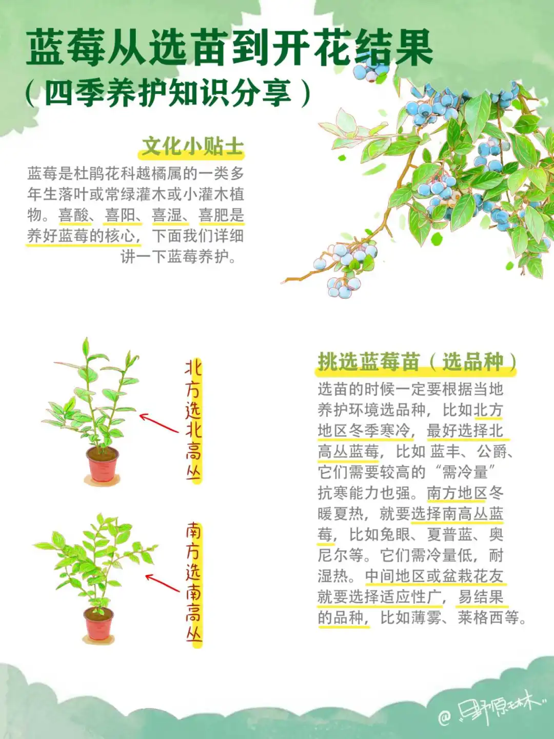 蓝莓从小苗到开花结果，四季养护知识分享。