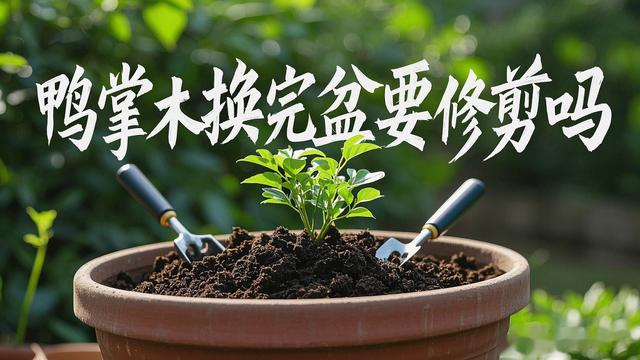 鸭掌木换盆后不修剪会死 资深花友揭秘: 这3种情况不剪等于谋杀!