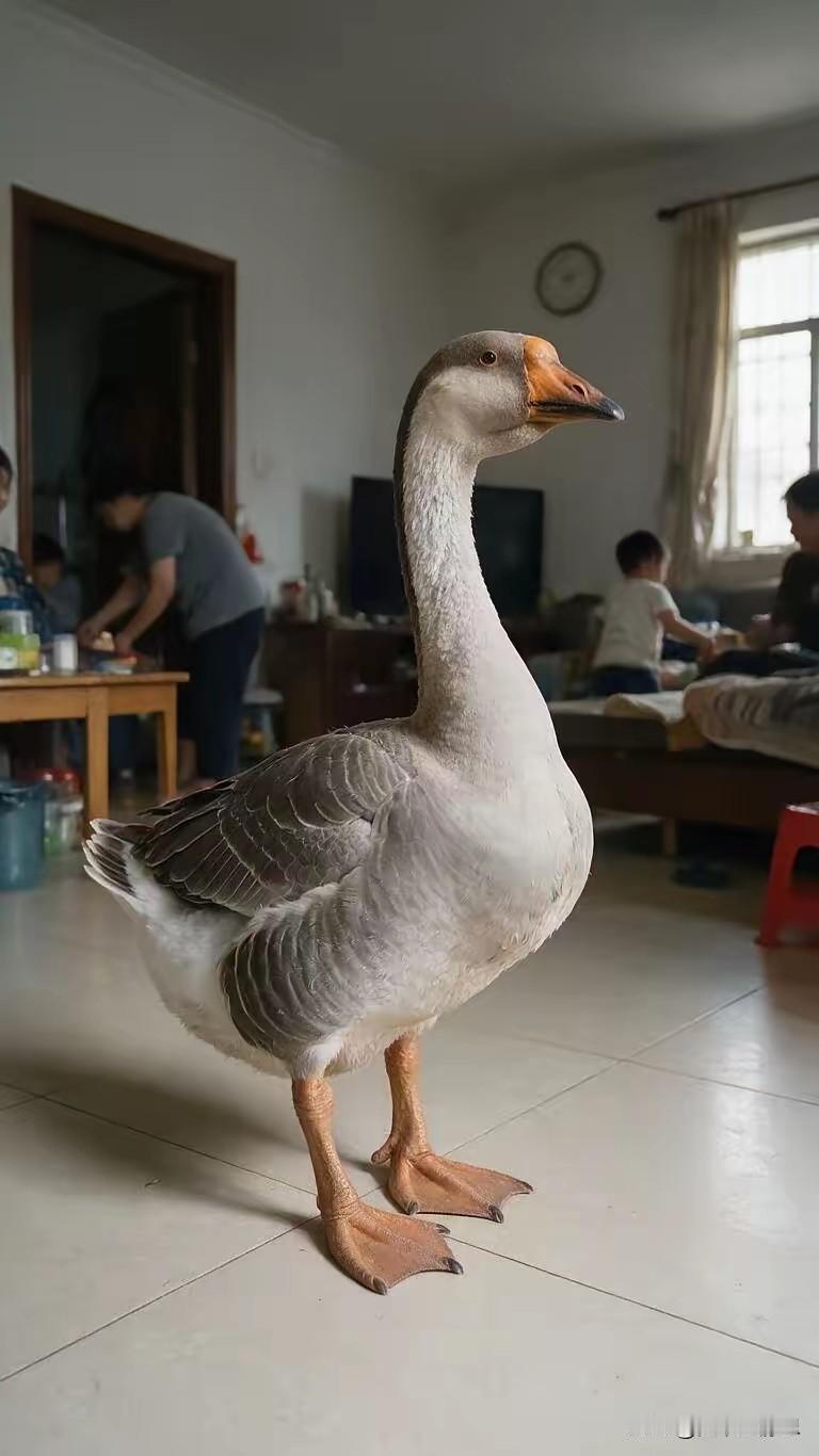 退休老爸买了只鹅当宠物，半年后我哭了：这哪里是鹅，分明是家里的一口人。最开