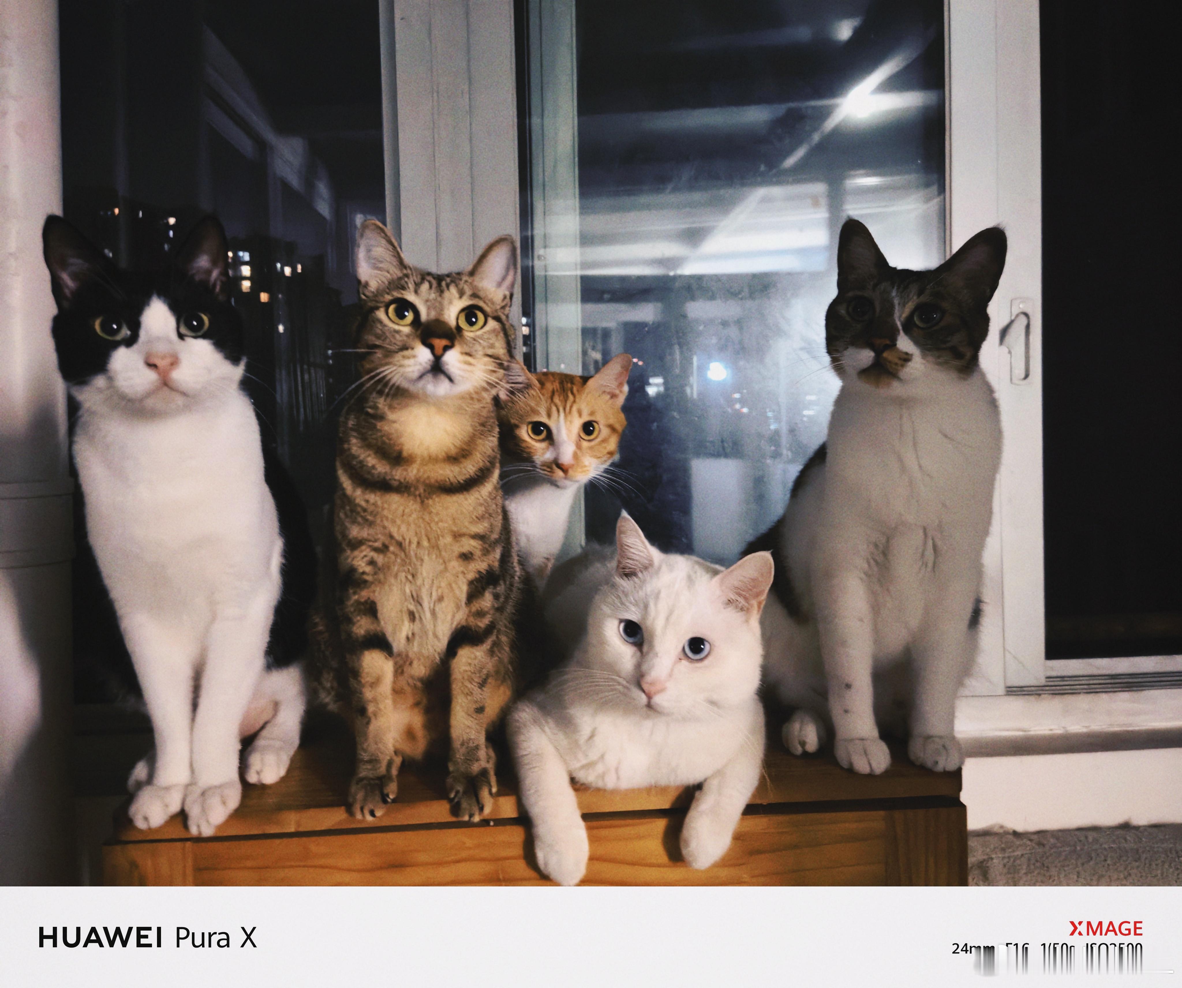 今天终于合影上了！猜猜我家猫们的名字？相信你们绝对能猜出来。​​​