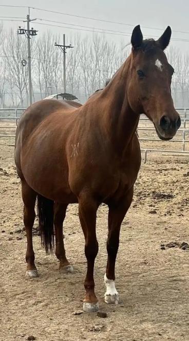 中国每年有470万匹马被屠宰，可是在国内几乎看不到有人吃马肉，这些马肉都去哪了？