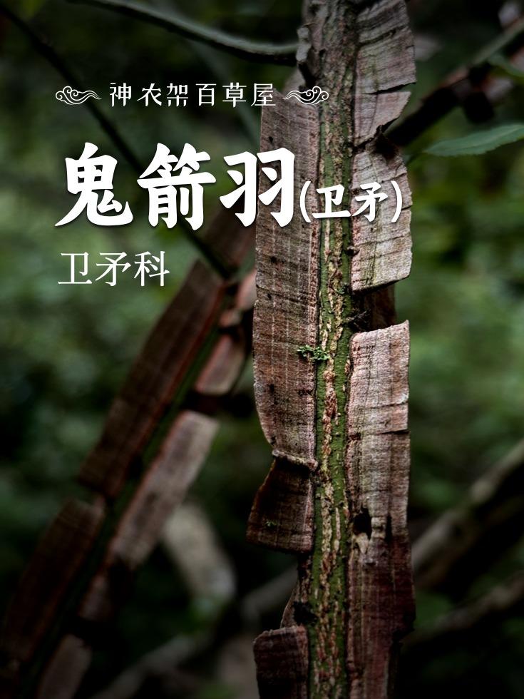 为什么鬼箭羽可以降血糖，很多人想不明白！现在的人越来越少听说鬼箭羽这个药了。