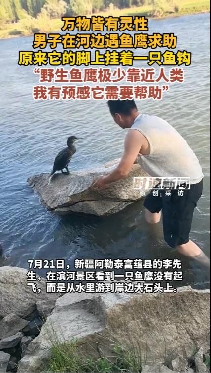 “万物有灵！”新疆阿勒泰，男子意外发现，平时见了人就会飞走的“高冷”野生鱼鹰，竟