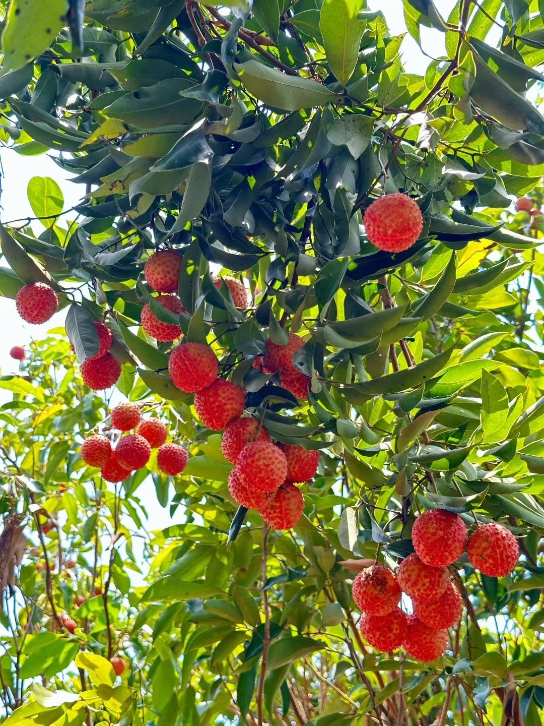 又到了吃荔枝的季节