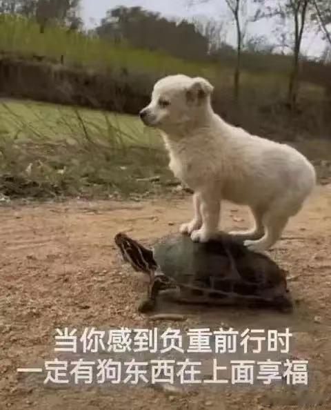 我家领导家里养了一只泰迪，非常可爱也很聪明。每次吃饭的时候，她都喜欢蹲在桌子下面